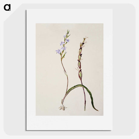 2-2_Native-Flowering-Plants-of-New-Zealand_picture