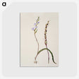 2-2_Native-Flowering-Plants-of-New-Zealand_postcard