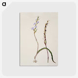 2-2_Native-Flowering-Plants-of-New-Zealand_postcard