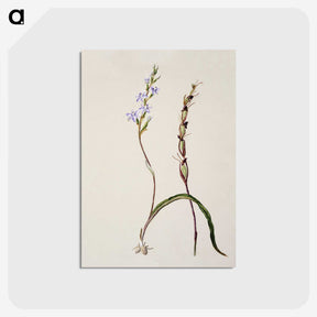 2-2_Native-Flowering-Plants-of-New-Zealand_postcard