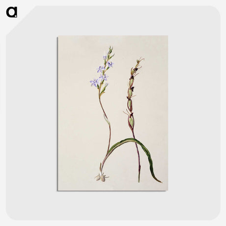 2-2_Native-Flowering-Plants-of-New-Zealand_postcard