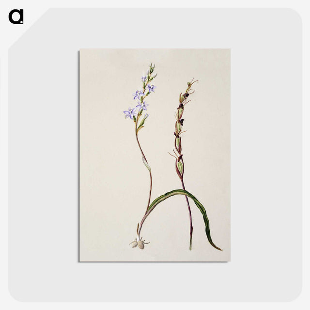 2-2_Native-Flowering-Plants-of-New-Zealand_postcard