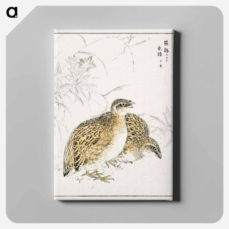 アートパネル-Japanese Quail and Gentian
 - 鳥類図鑑 Canvas.