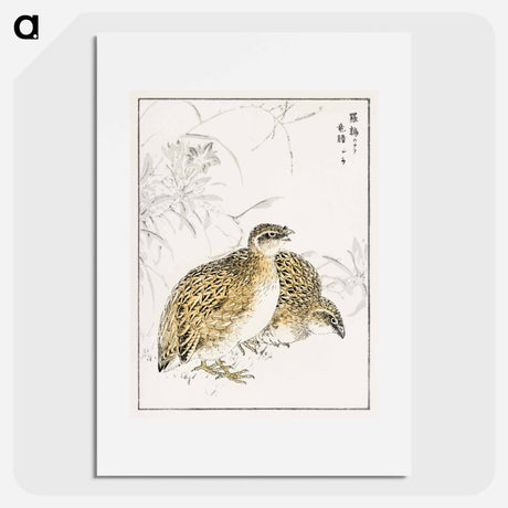 アートポスター-Japanese Quail and Gentian
 - 鳥類図鑑 Poster.