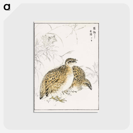 アートポストカード-Japanese Quail and Gentian
 - 鳥類図鑑 Postcard.