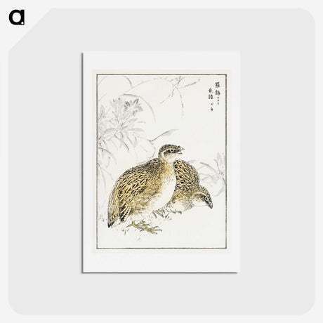 2-2_Pictorial-Monograph-of-Birds_hagaki