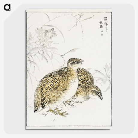 2-2_Pictorial-Monograph-of-Birds_picture-crop