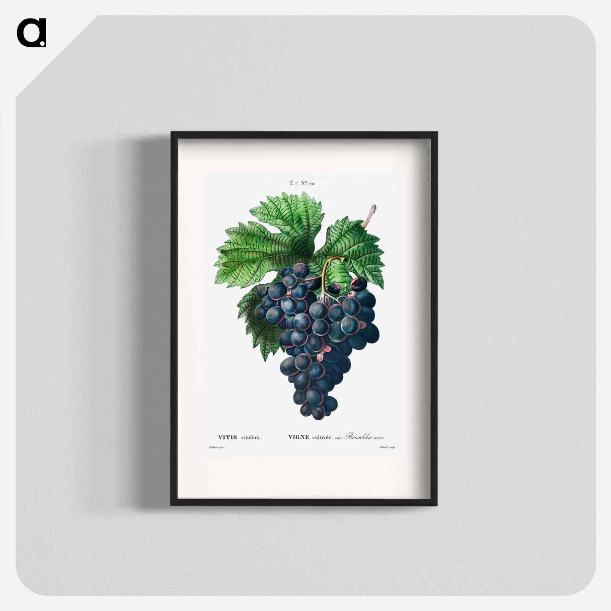 Vitis vinifera (Bourdekas noir) - ピエール ジョゼフ ルドゥーテ Poster.