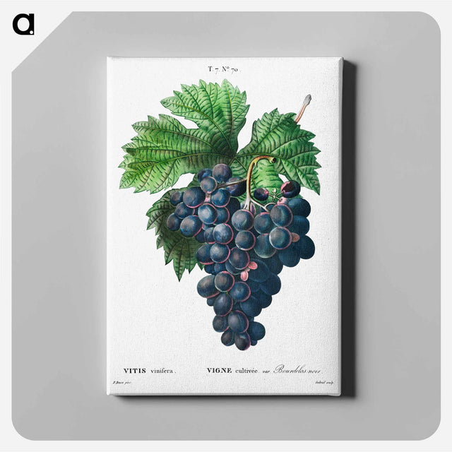 アートパネル-Vitis vinifera (Bourdekas noir) - ピエール ジョゼフ ルドゥーテ Canvas.