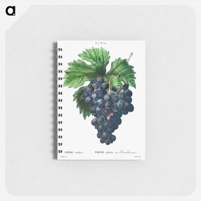 アートメモ帳-Vitis vinifera (Bourdekas noir) - ピエール ジョゼフ ルドゥーテ Memo.