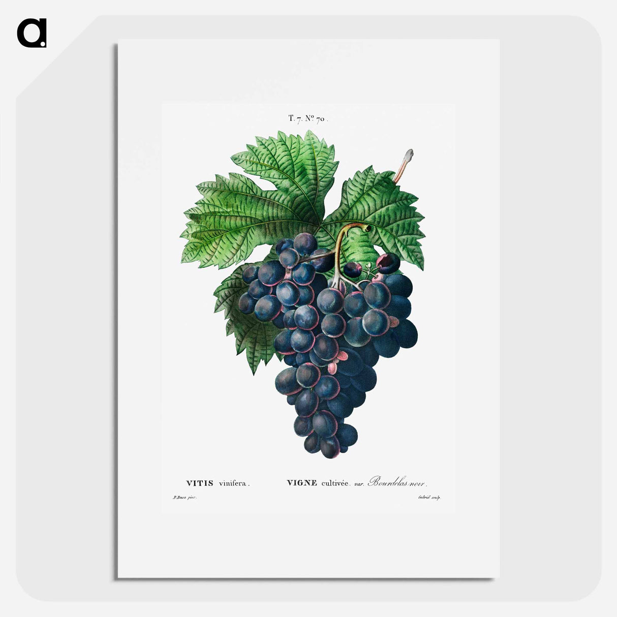 Vitis vinifera (Bourdekas noir) - ピエール ジョゼフ ルドゥーテ Poster.