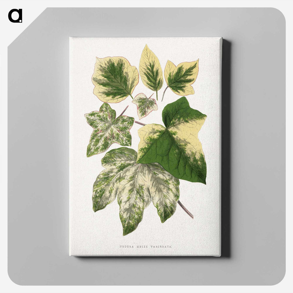 2-2_Plants-with-Colored-Foliage_canvas