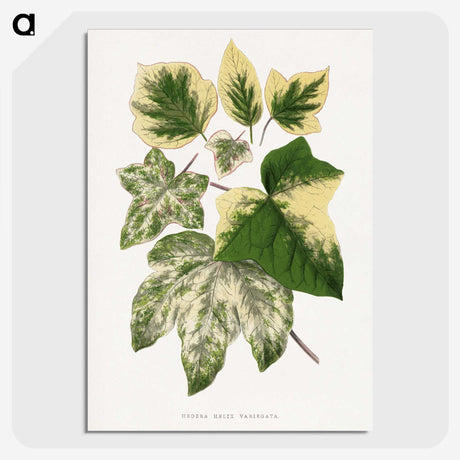 2-2_Plants-with-Colored-Foliage_picture-crop