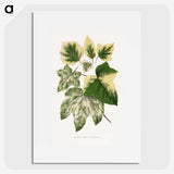 2-2_Plants-with-Colored-Foliage_picture