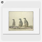 2-2_Robert-Jacob-Gordon_picture