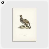 2-2_Svenska-Faglar_postcard