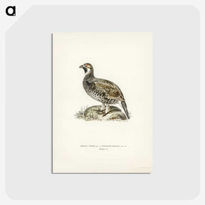 2-2_Svenska-Faglar_postcard