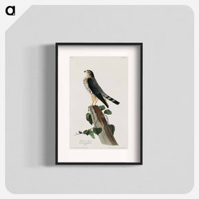 アートポスター-Le Petit Caporal from Birds of America
 - アメリカの鳥たち Poster.