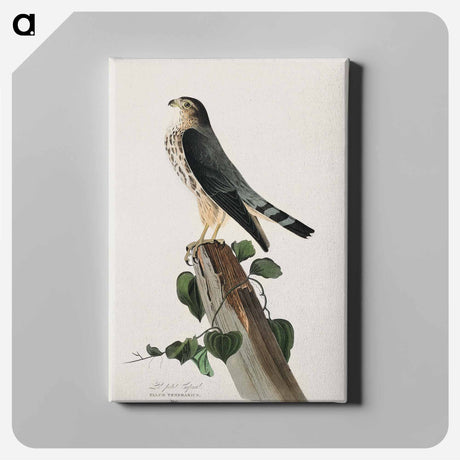 アートパネル-Le Petit Caporal from Birds of America
 - アメリカの鳥たち Canvas.