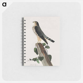 アートメモ帳-Le Petit Caporal from Birds of America
 - アメリカの鳥たち Memo.