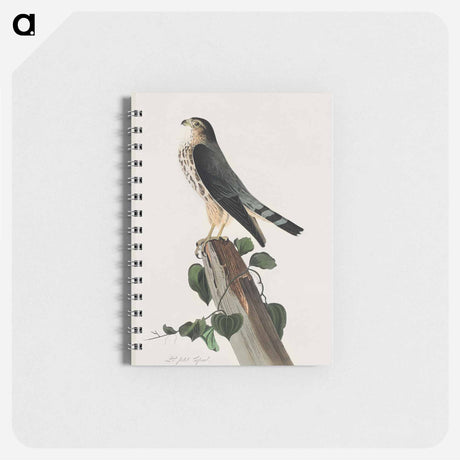 アートメモ帳-Le Petit Caporal from Birds of America
 - アメリカの鳥たち Memo.