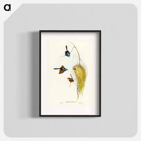 アートポスター-Blue Wren
 - オーストラリアの鳥 Poster.