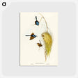 アートポストカード-Blue Wren
 - オーストラリアの鳥 Postcard.