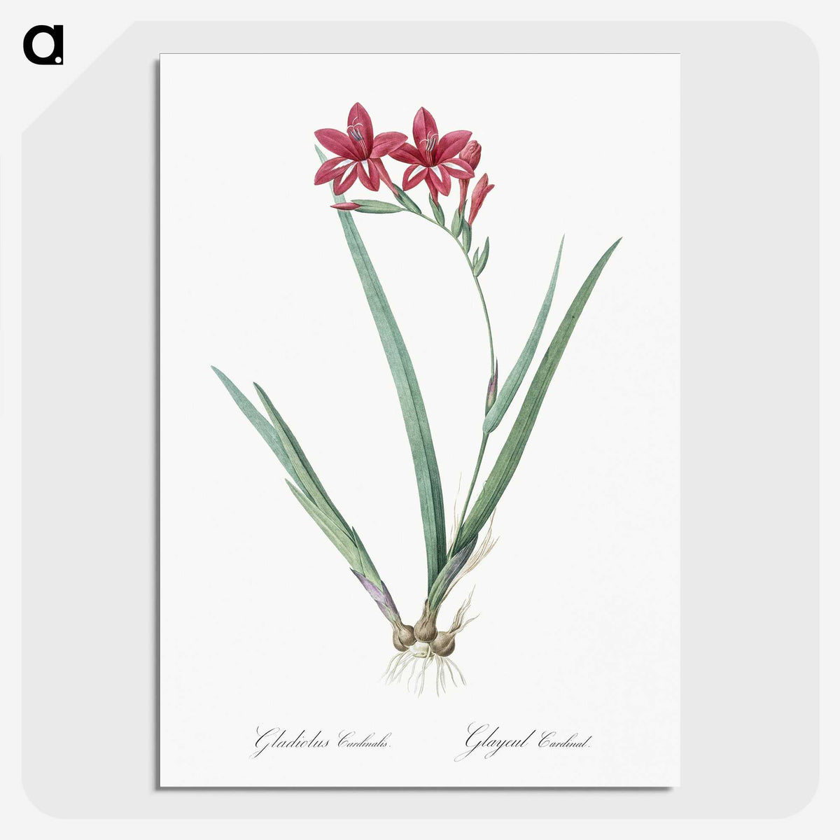 2-2_The-Lilies_picture-crop