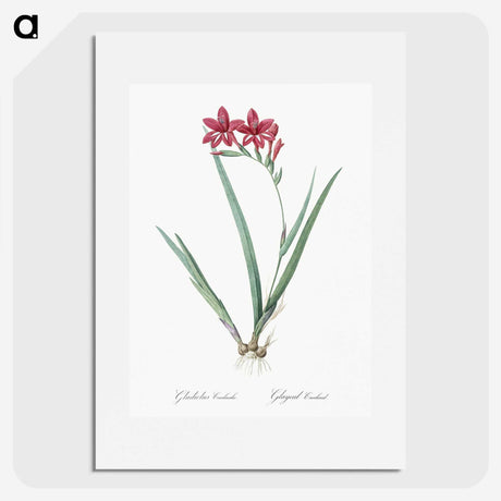 2-2_The-Lilies_picture