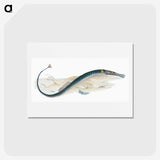 2-2_The-Natural-History-of-British-Fishes_hagaki