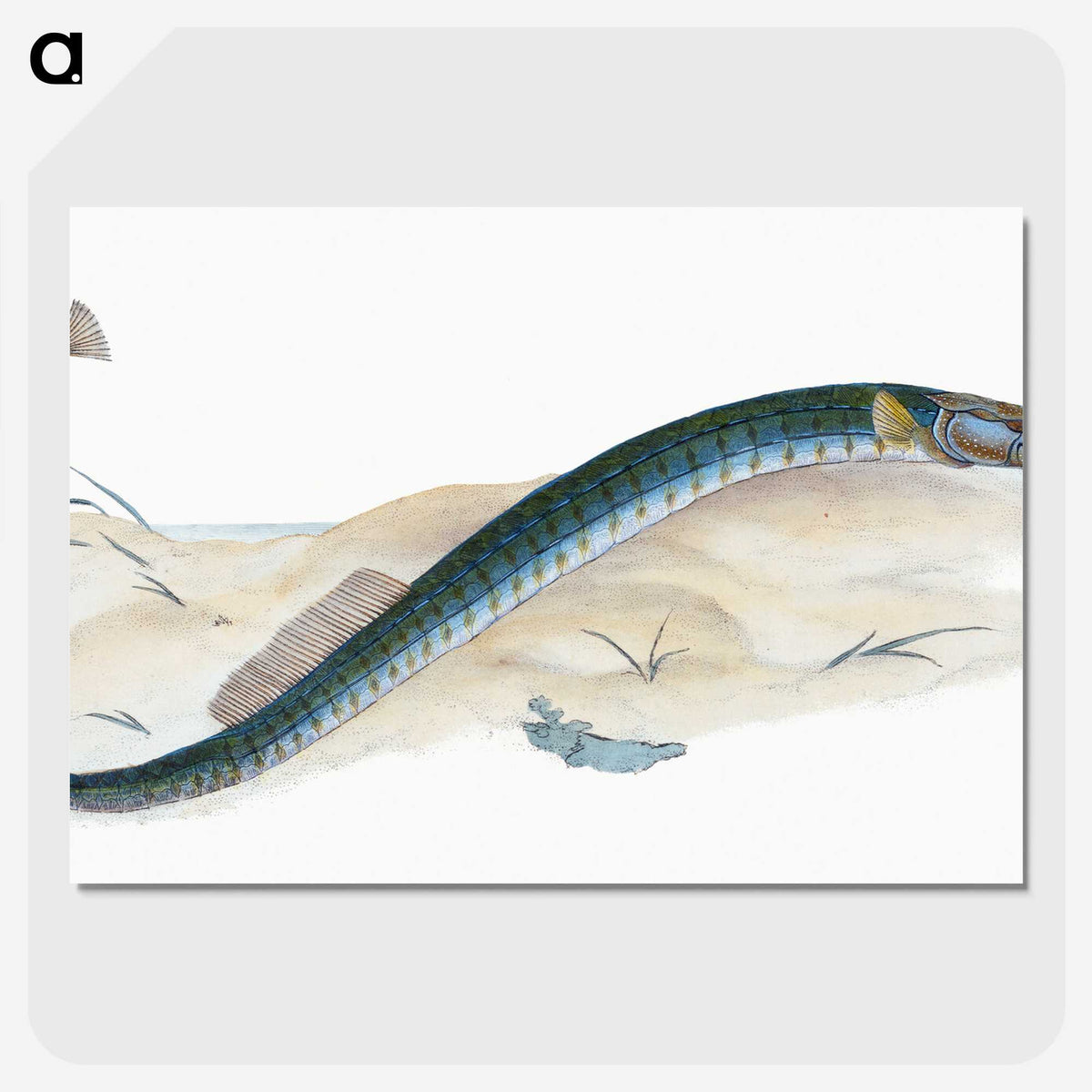 2-2_The-Natural-History-of-British-Fishes_picture-crop