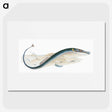 2-2_The-Natural-History-of-British-Fishes_picture