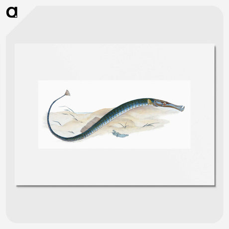 2-2_The-Natural-History-of-British-Fishes_picture