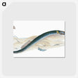 2-2_The-Natural-History-of-British-Fishes_postcard