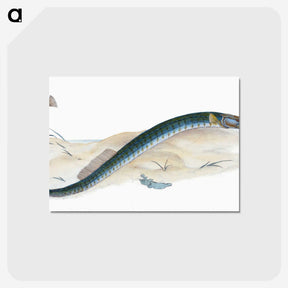 2-2_The-Natural-History-of-British-Fishes_postcard