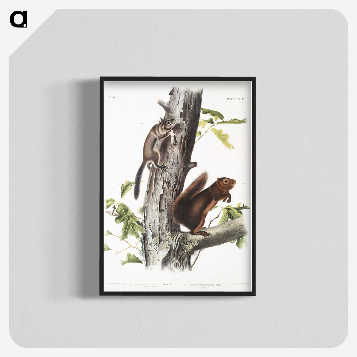 2-2_The-Viviparous-Quadrupeds_blk-crop