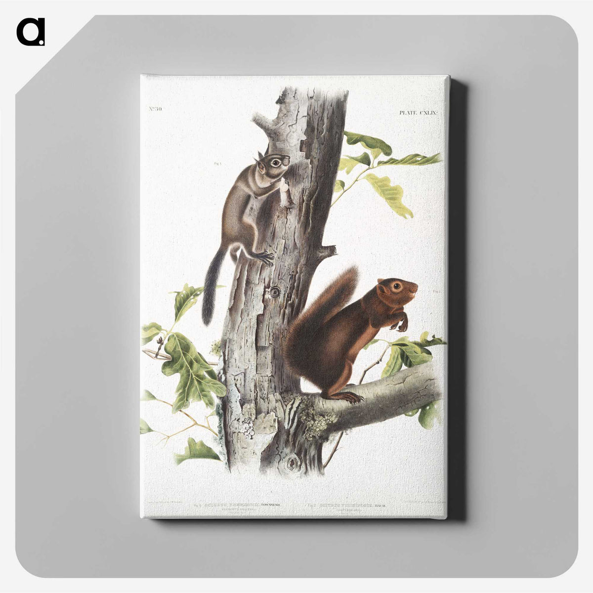 2-2_The-Viviparous-Quadrupeds_canvas