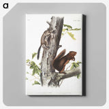 2-2_The-Viviparous-Quadrupeds_canvas