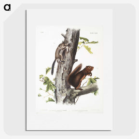 2-2_The-Viviparous-Quadrupeds_picture