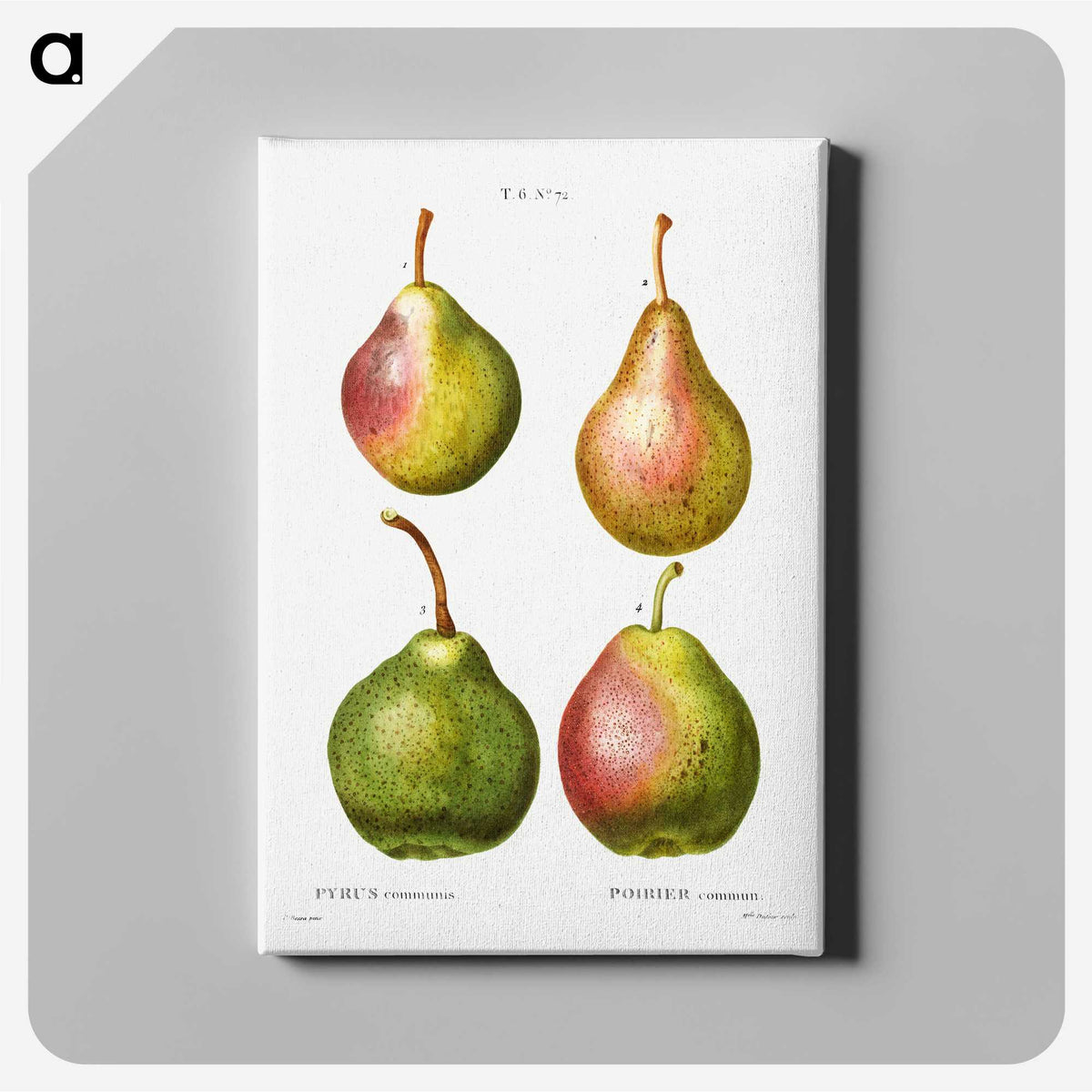 2-2_Treatise-on-Trees-and-Shrubs_canvas