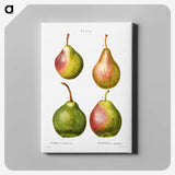 2-2_Treatise-on-Trees-and-Shrubs_canvas