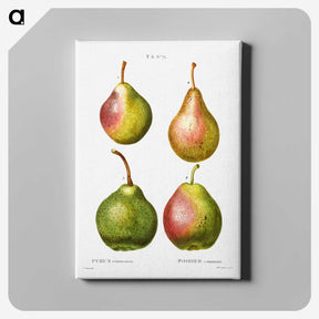 2-2_Treatise-on-Trees-and-Shrubs_canvas