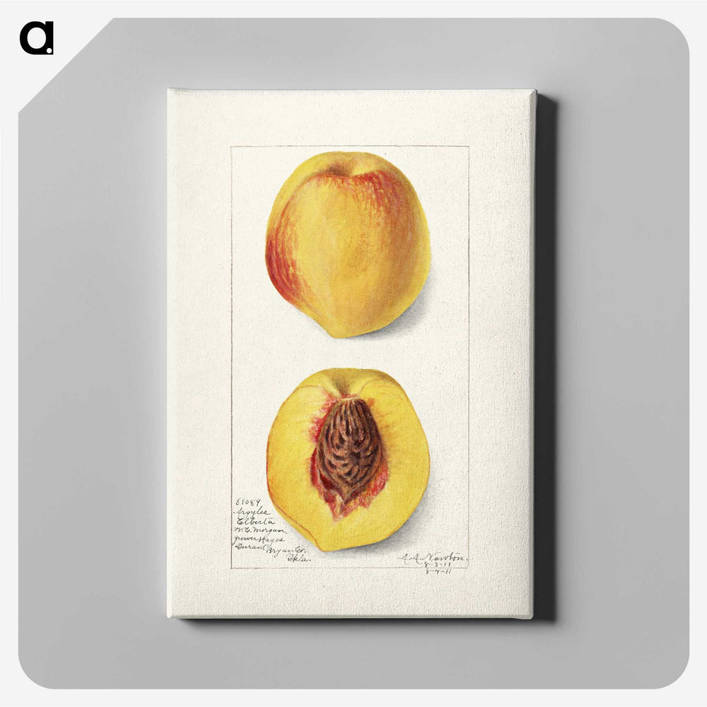 2-2_USDA-Watercolor-Fruit-Painting-Collection_canvas