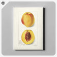 2-2_USDA-Watercolor-Fruit-Painting-Collection_canvas