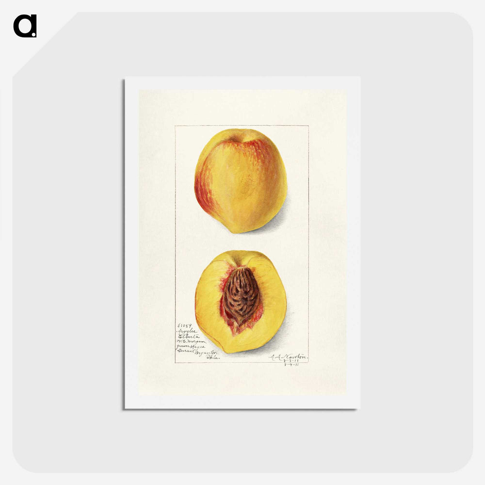 2-2_USDA-Watercolor-Fruit-Painting-Collection_hagaki