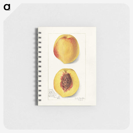 2-2_USDA-Watercolor-Fruit-Painting-Collection_memo