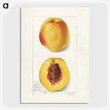 2-2_USDA-Watercolor-Fruit-Painting-Collection_picture-crop