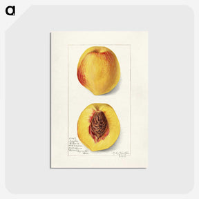 2-2_USDA-Watercolor-Fruit-Painting-Collection_postcard