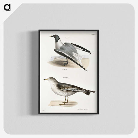 2-2_Zoology-of-New-York_blk-crop