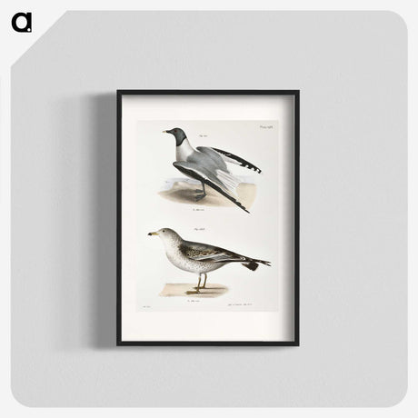 2-2_Zoology-of-New-York_blk